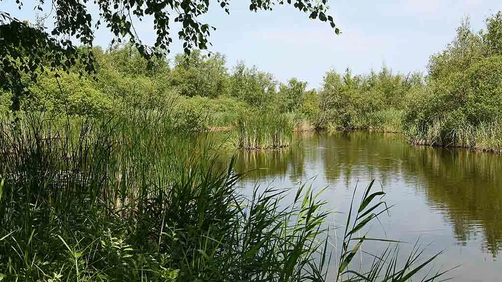 Grønne siv og træer i sø i Hasmarkmosen