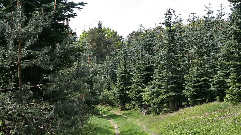 Forest path through Dalene Forest on Nordfyn
