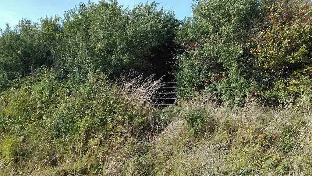 The stairs above the bushes on the path up to the dolmen in Stensby