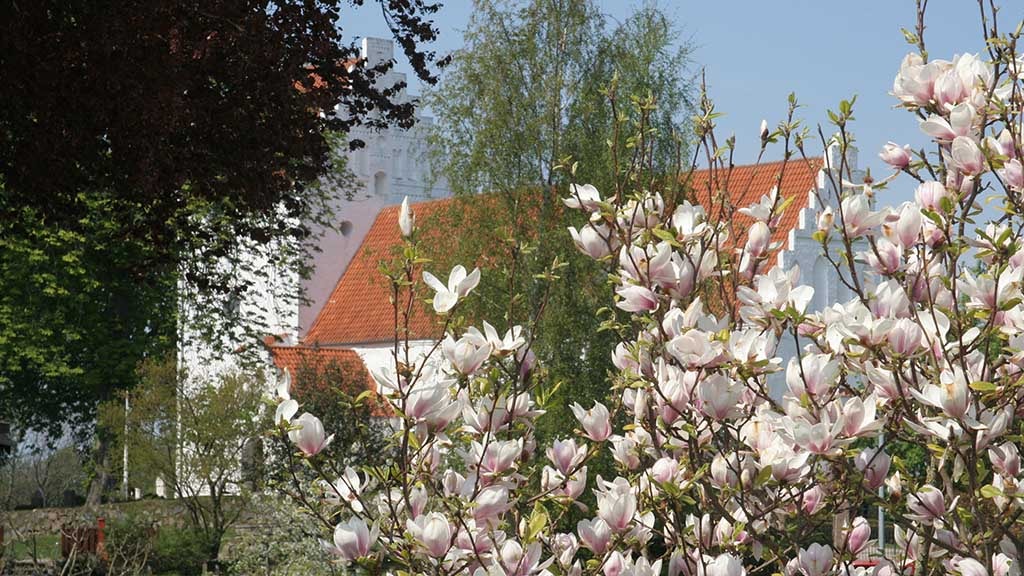 Magnolia ved kirken i Veflinge