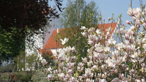 Magnolia ved kirken i Veflinge