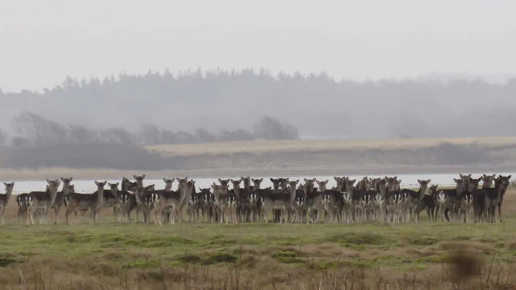 A large herd of deer on Dræet near Nordfyn