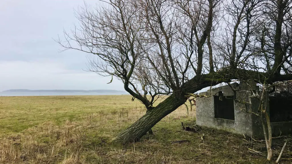 Et træ vokser op over et forfaldent hus uden tag på øen Dræet