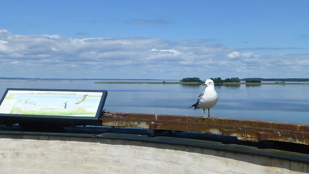 View from Langø Mill - with a seagull visiting
