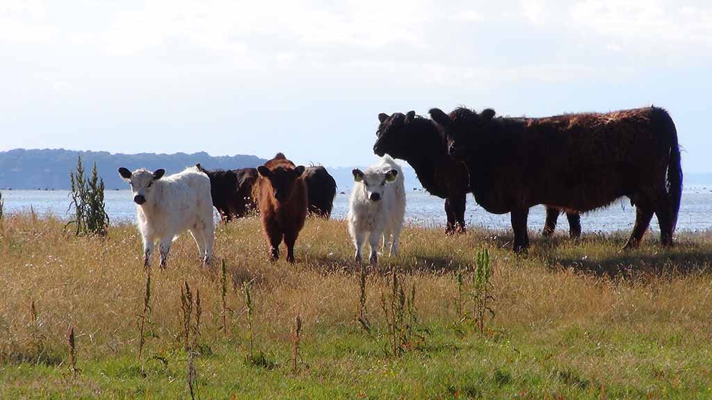 Jersore Galloway and Jershave