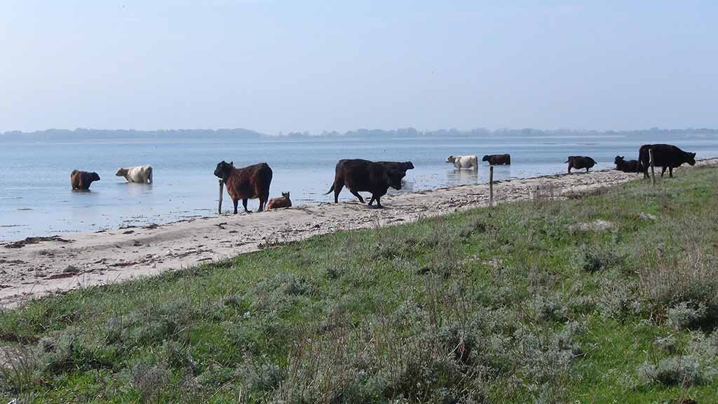 A herd of Jersore Galloway cows in the water by the beach
