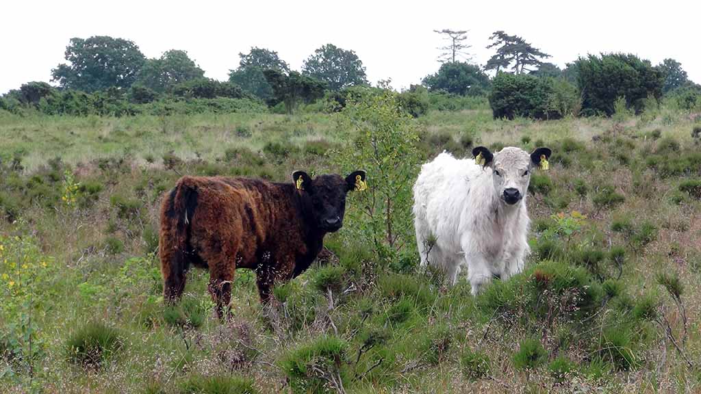 Jersore Galloway cattle out in the field