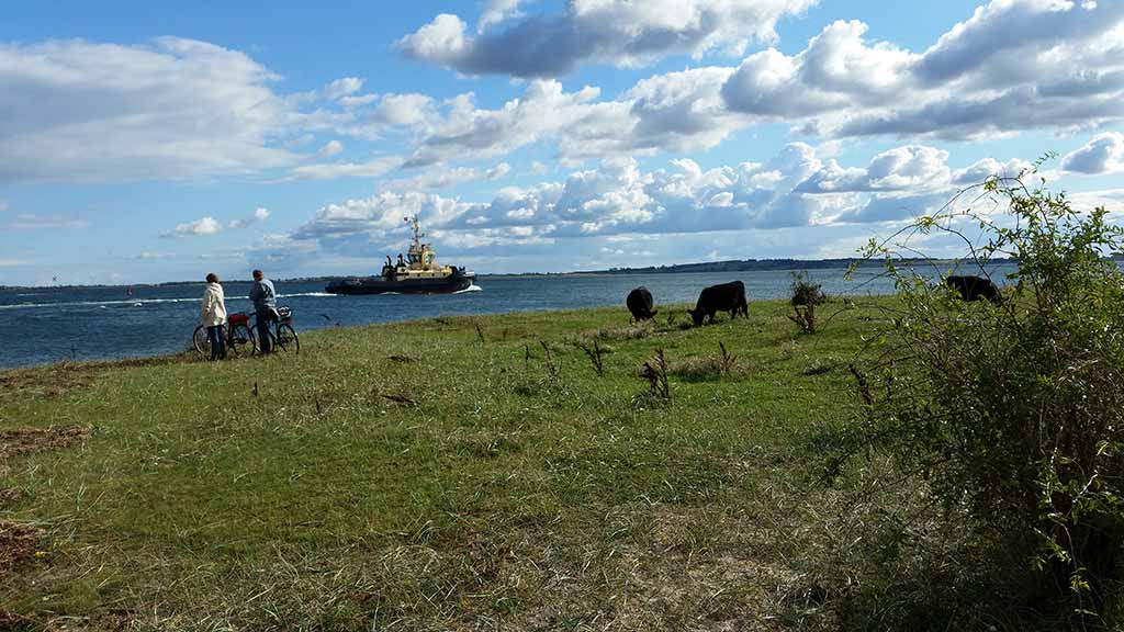 Jersore Galloway cattle overlook the sea