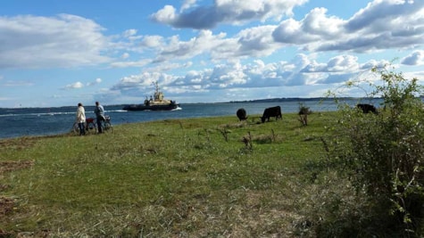 Jersore Galloway kvæg har udsigt til havet