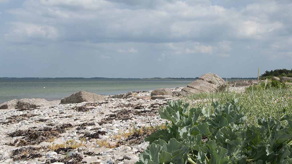 Enebæroddes Speisekammer – Wildkräuter und -aromen sammeln