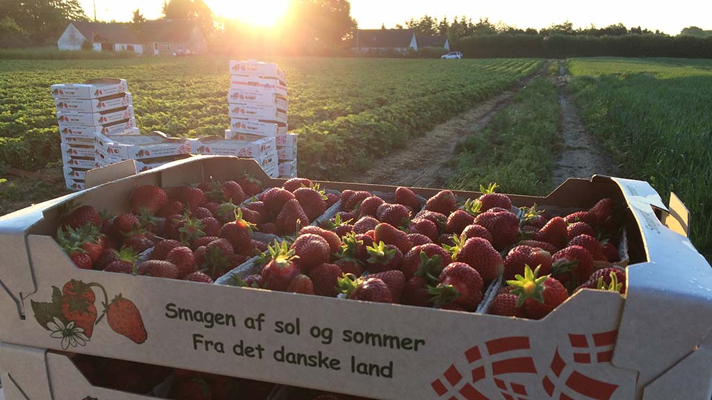 Kærsgaard Gårdbutik hat jeden Sommer die Möglichkeit, eigene Erdbeeren zu pflücken