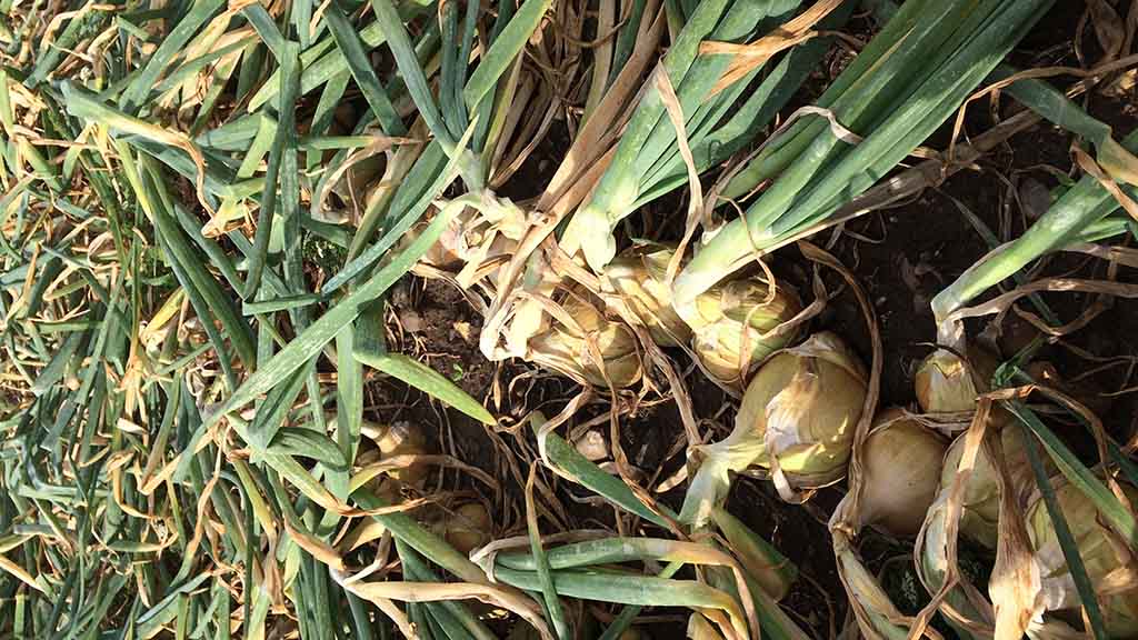 Kærsgaard Gårdbutik baut seine eigenen Zwiebeln an