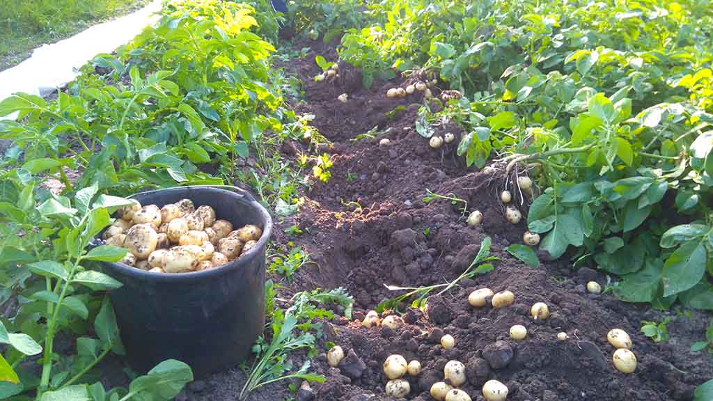 Für den Hofladen Kærsgaard Gårdbutik werden Kartoffeln ausgegraben