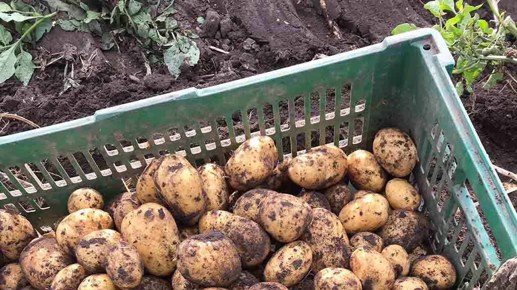 Frisch geerntete Kartoffeln von Kærsgaard Gårdbutiks eigenen Feldern