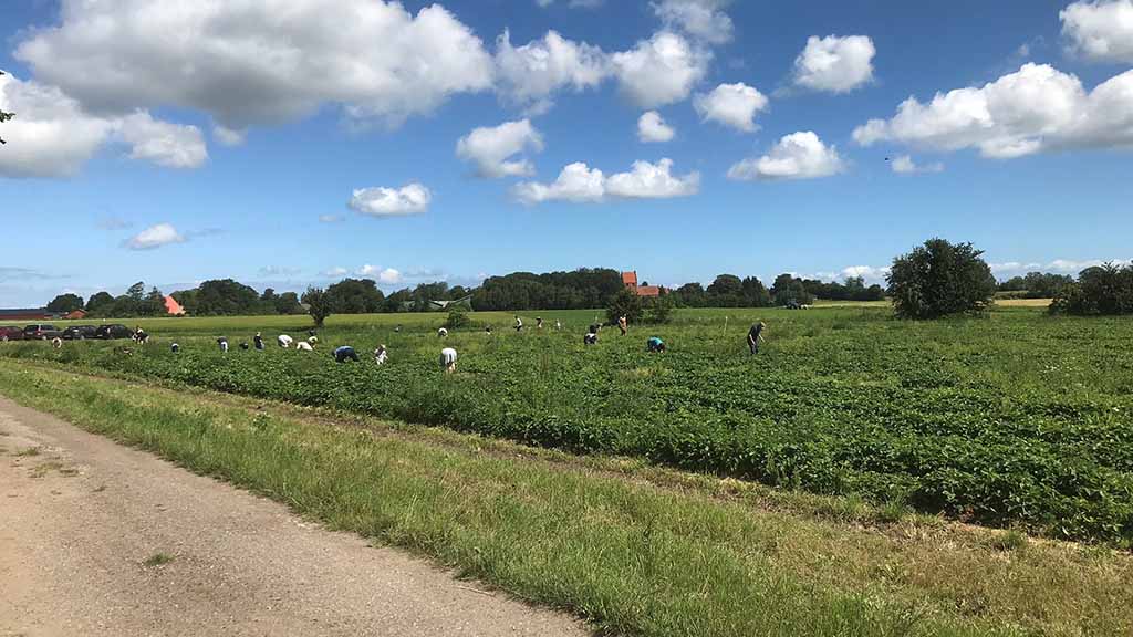 Auf den Erdbeerfeldern von Kærsgaard Gårdbutik können Sie selbst Erdbeeren pflücken