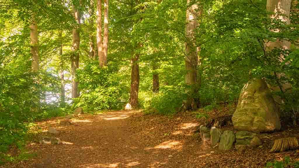 The shelters are located in the forest by the runestone Glavendrupstenen