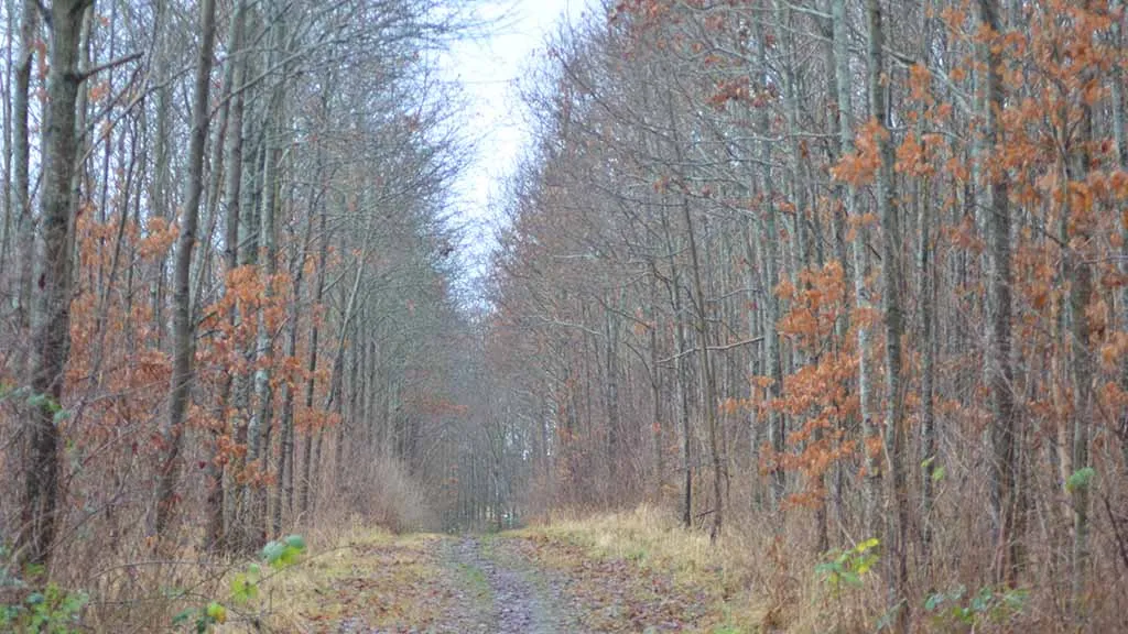 Path through the winter forest in Otterup town forest in January