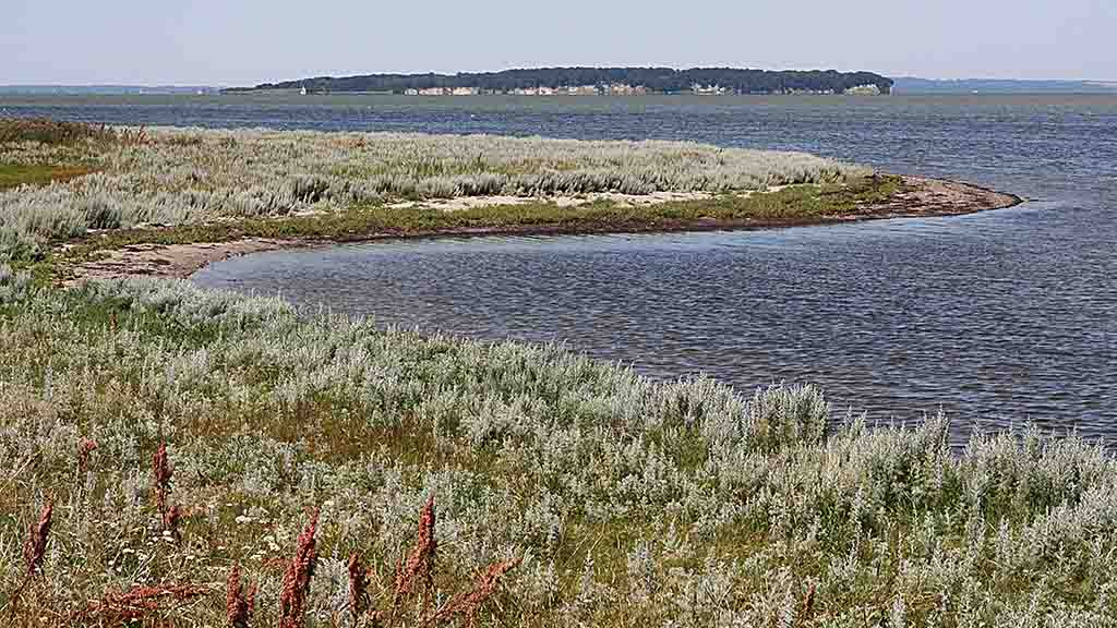 View of the forested island Æbelø from Nørreby Hals