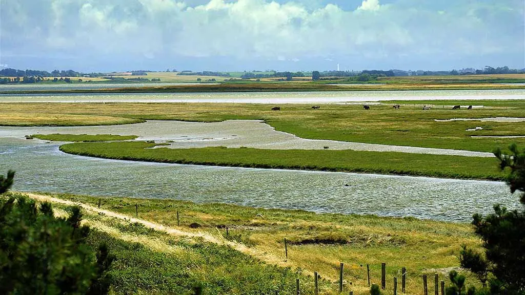 Wetlands at Nørreby Hals