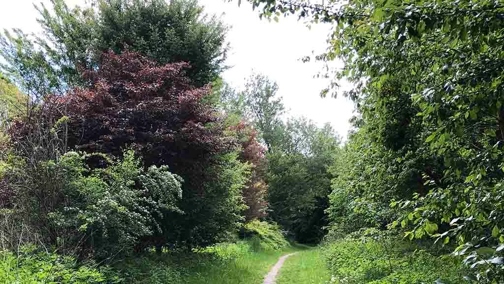 A path between trees and bushes in Otterup town forest