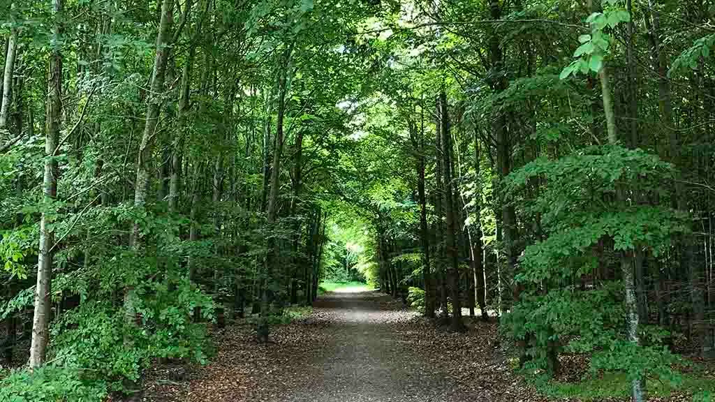 Path through the green woods in Otterup town forest