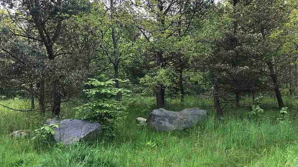Boulders in Otterup town forest