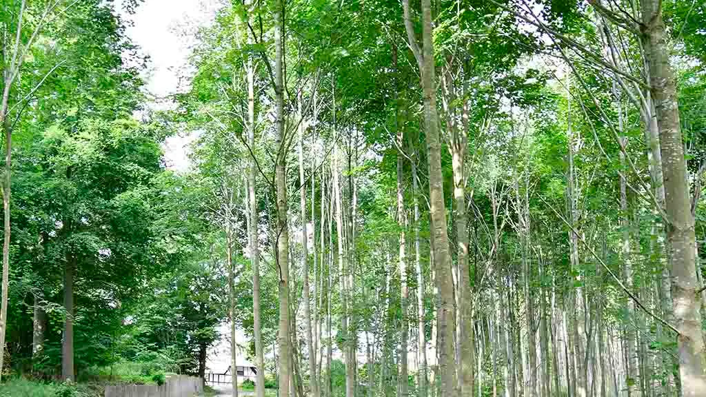 Tall, thin beech trees in Søndersø Forest