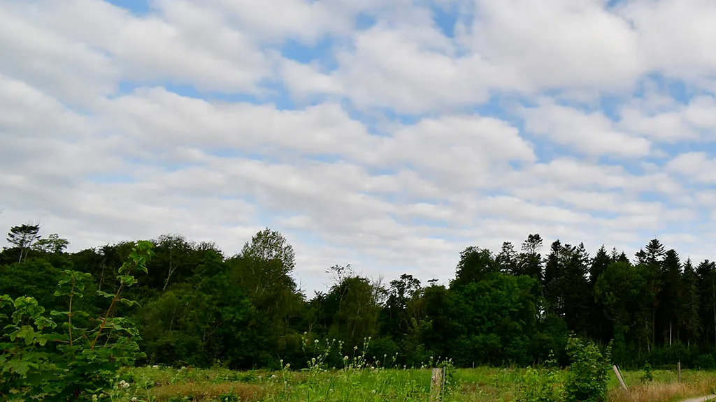 Meadow, trees and the sky above Søndersø Forest