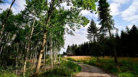 Eng mellem bøgetræer og fyrretræer i Søndersø Skov