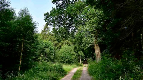 Skovvej i Søndersø Skov