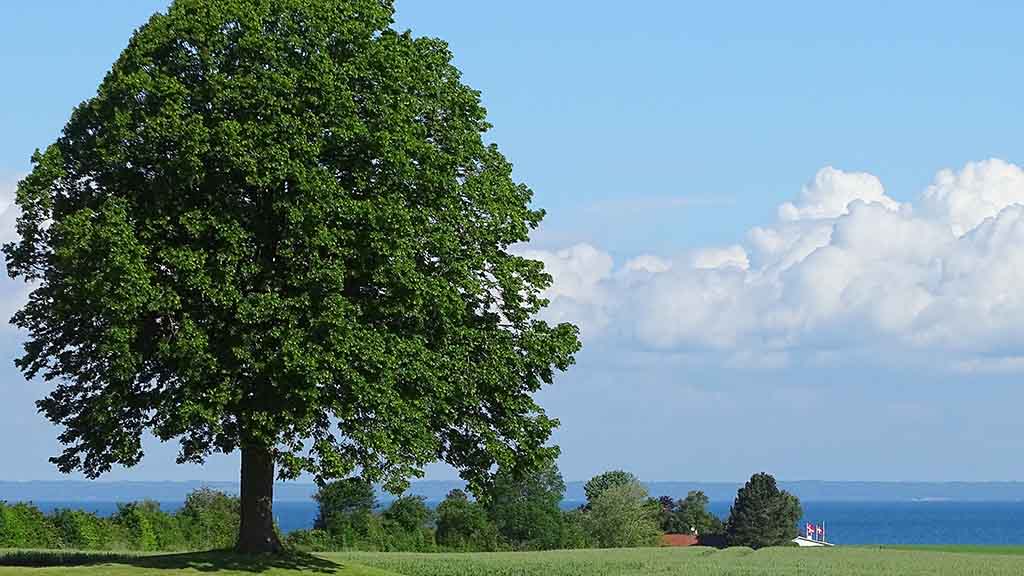 A large tree and a view of the sea from Skåstrup on the Coastal Trail Nordfyn