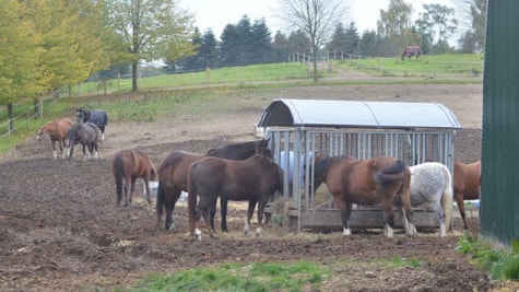Ponyer og heste spiser på marken ved Nyt Hesteliv