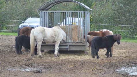 Ponyer og heste spiser hø med skoven af baggrunden ved hesteinternatet Nyt Hesteliv