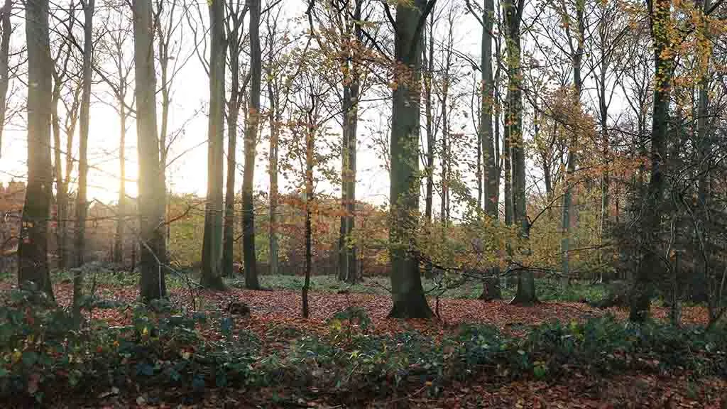 Glimpses of sunlight between the trees in Dalene Woods in autumn