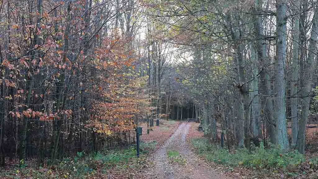 The forest road with autumn's withered leaves in Dalene Skov