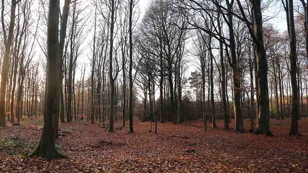 Høje træer har mistet alle blade i vinterens Dalene Skov