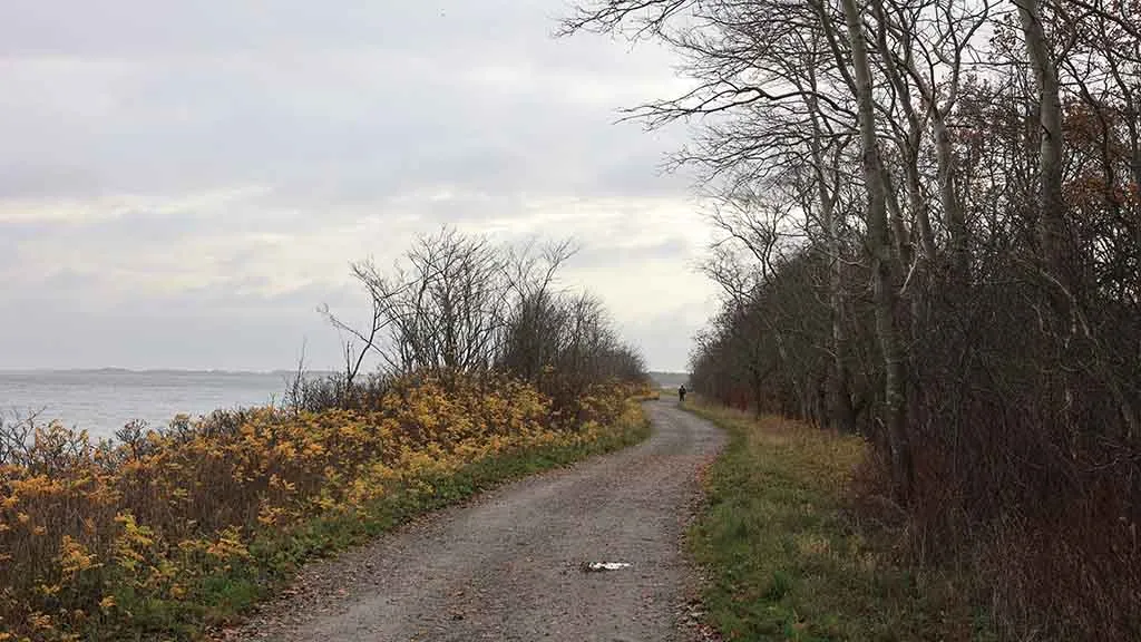 The path around Enebærodde by Odense Fjord in winter