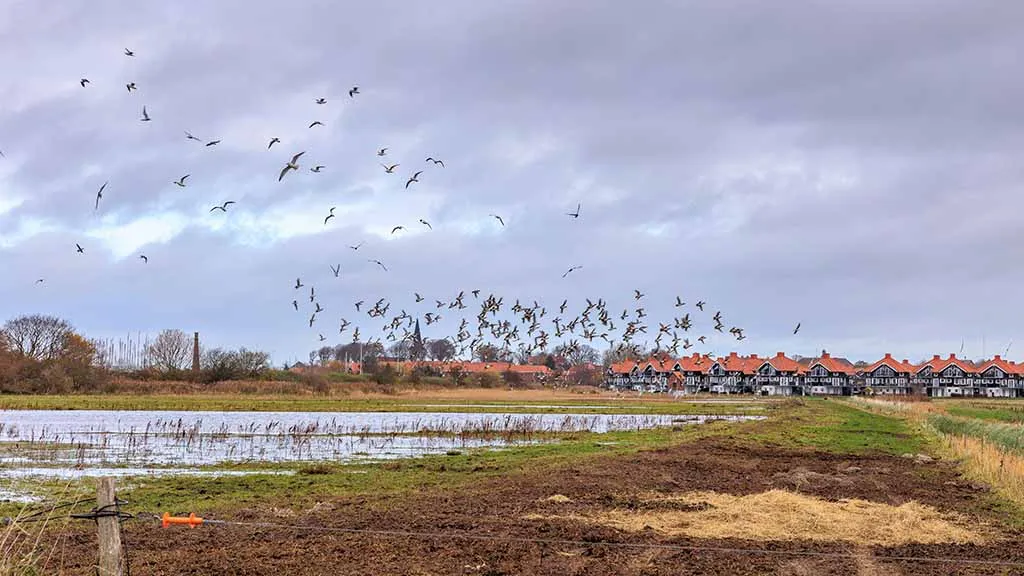 Flock of birds take off with a view of the Tyrolean houses in front of Vestre Enge