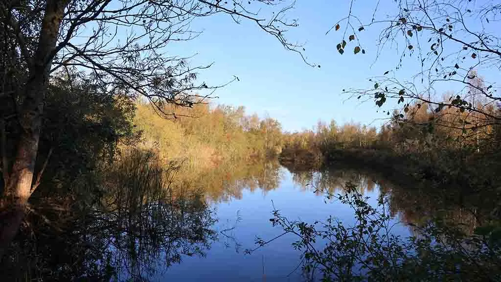 Shrubs along the lake in Hasmark bog in autumn