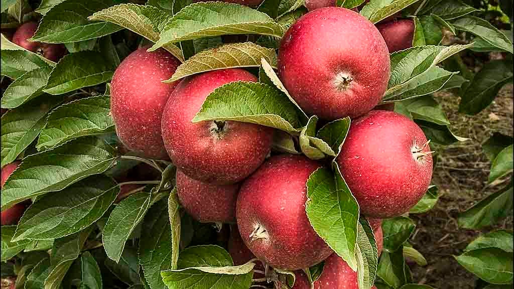 Fjordvang Ingrid Marie æbler