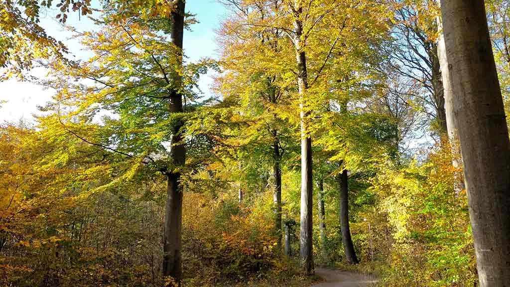 Tall trees in Fredskoven in autumn colours