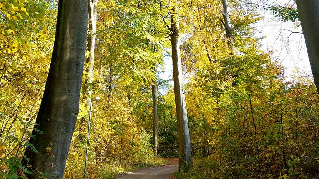 Beech trees, sunshine and light on the path through Fredskoven in Bogense