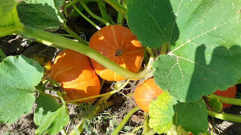 Kürbis von Kellebygårds Vejbod