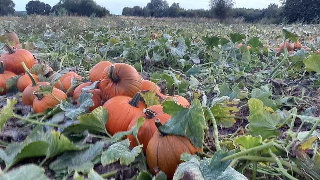 Die vielen Kürbisse auf dem Feld stehen bald im Vejbod von Kellebygård zum Verkauf bereit