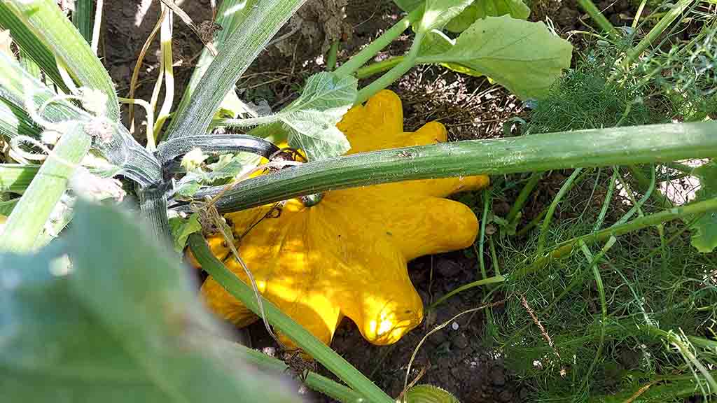 Am Straßenstand von Kellebygård bauen sie selbst Kürbisse an