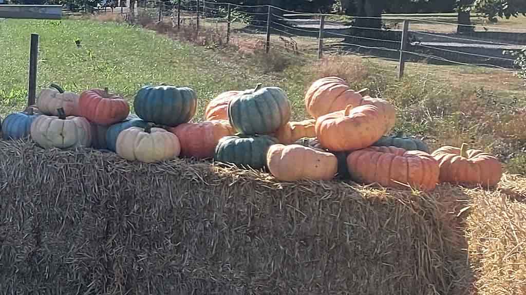 Am Straßenstand von Kellebygård gibt es Kürbisse in verschiedenen Farben