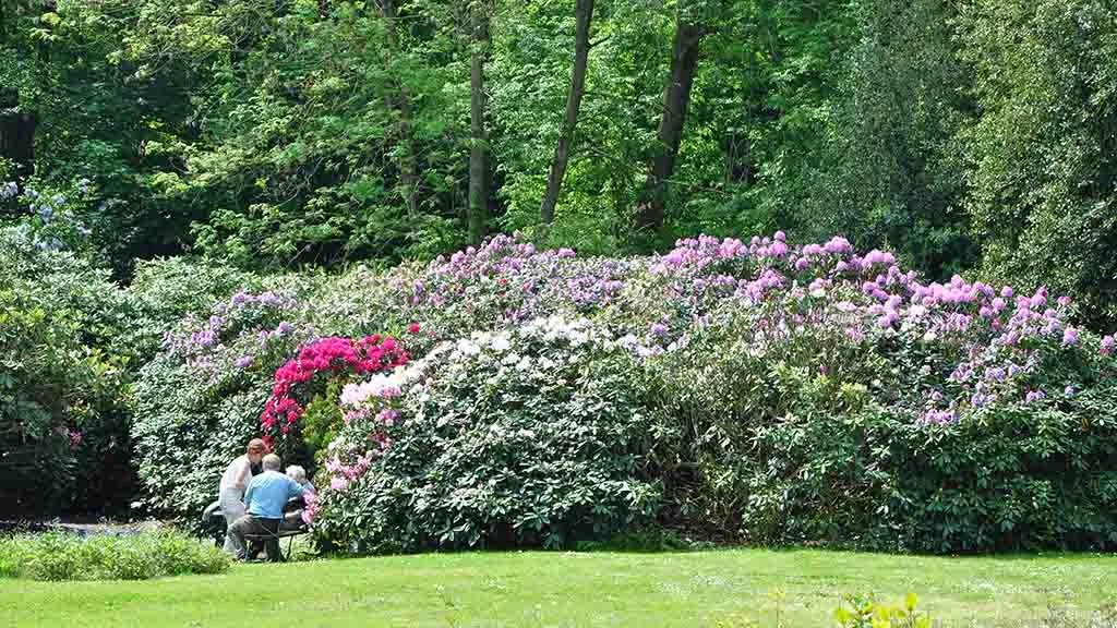 Purple and pink rhododendrons in Hofmansgave Park
