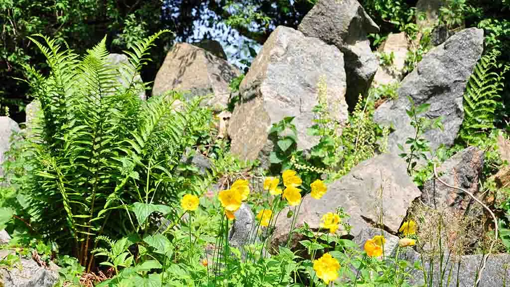 Boulders in Hofmansgave Park with yellow buttercups