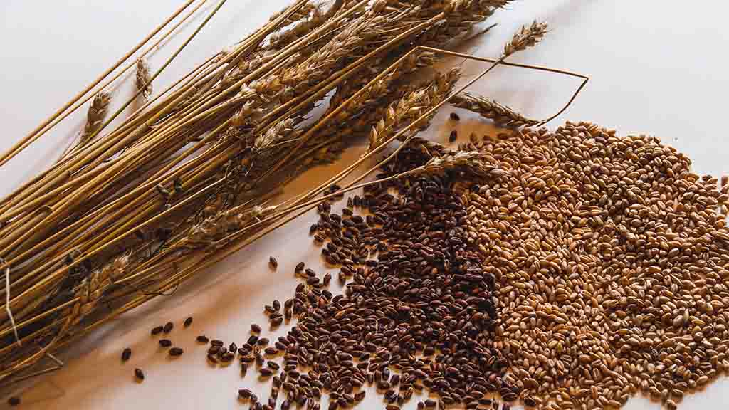 Getreidearten und Ähren von Vild Hvede