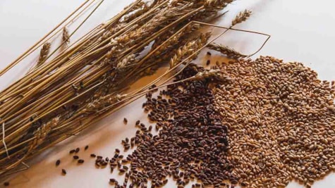 Korntyper og kornaks fra Vild Hvede